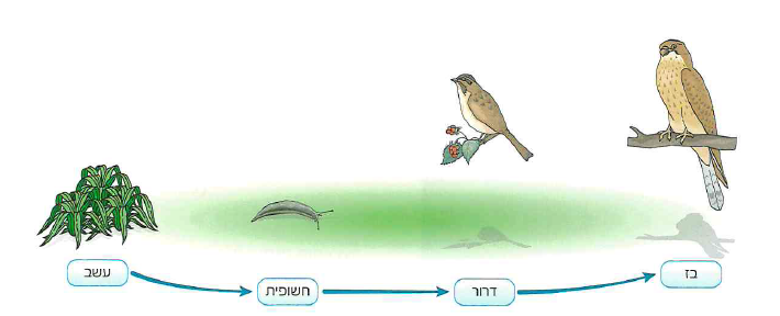 (בספר תרשימי פירמידה, מתוארים מהבסיס למעלה)
